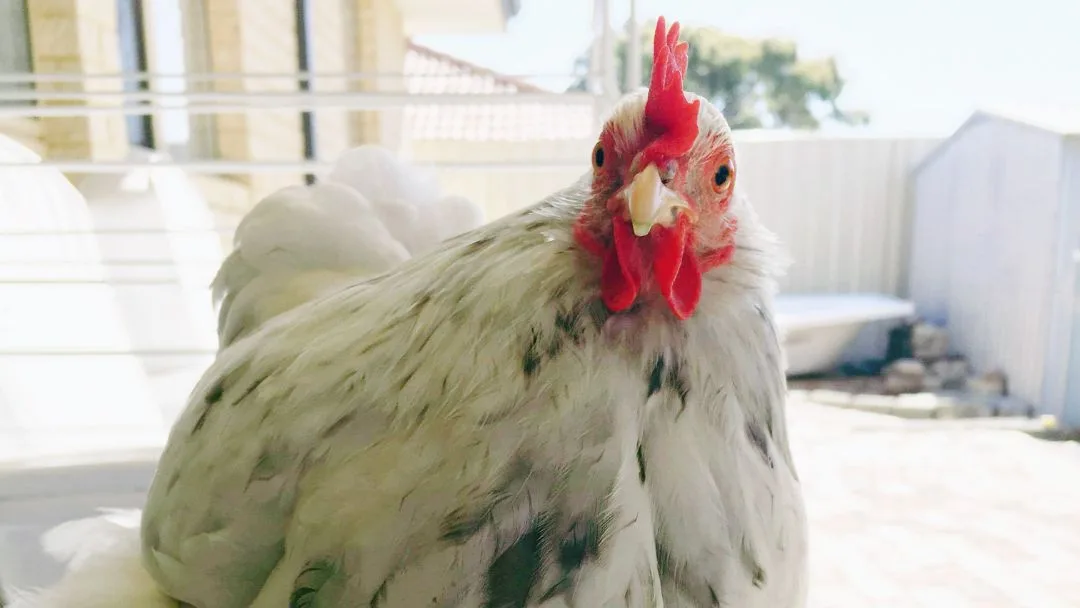 Keeping Backyard Chickens - Everything You Need To Know About Caring for Your Flock