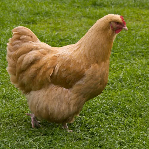 Buff Orpington
