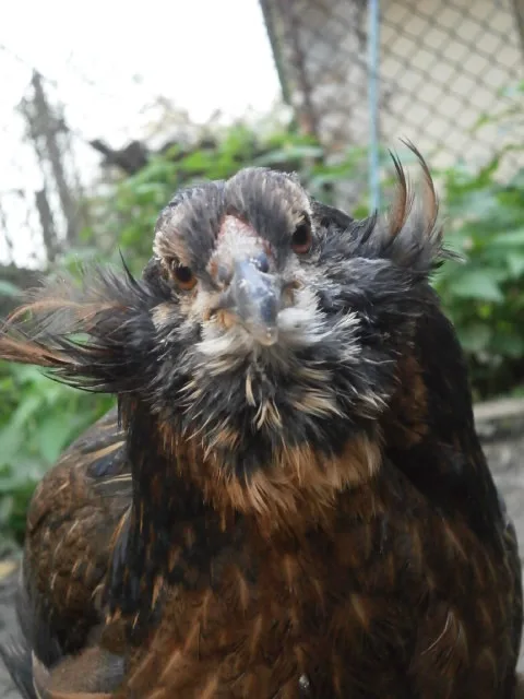 Araucana