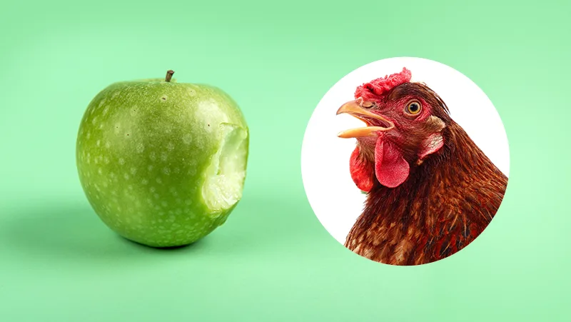 Can Chickens Eat Apples?