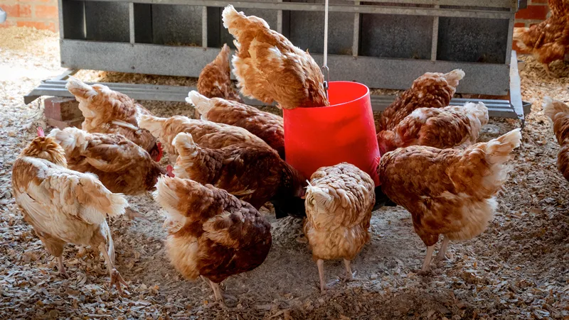 What Do Backyard Chickens Eat? The Foods They Love and What Makes Them Sick