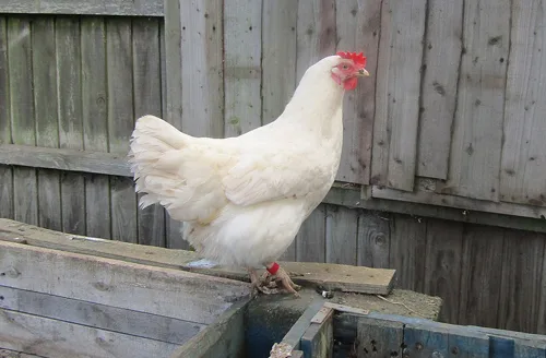 Leghorn
