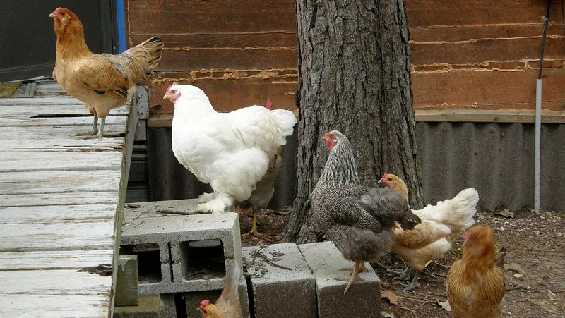 The Top 10 Best Backyard Chicken Breeds That Beginners Will Love