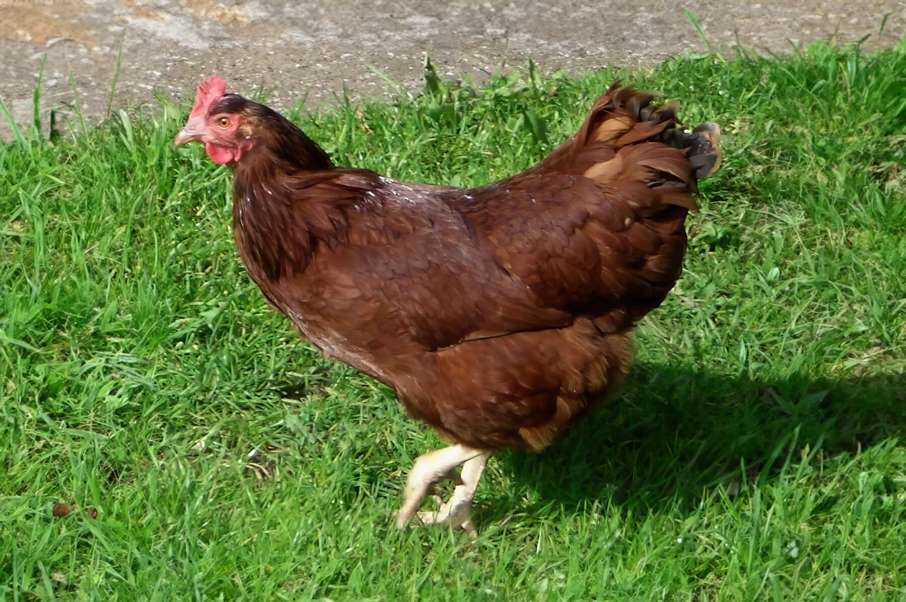 Raising Rhode Island Red Chickens: Your Complete Guide