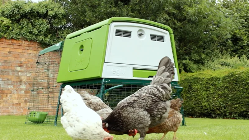 Best Backyard Chicken Coops for Keeping Chickens
