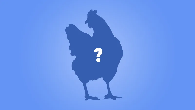 Raising Ancona Bantam Chickens: Your Complete Guide