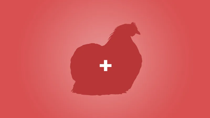 Aspergillosis - Backyard Chickens' Health and Care