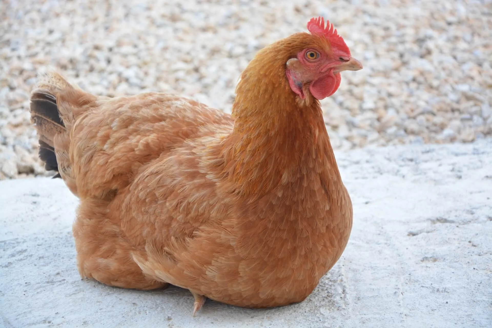 The Dirty Truth: Will Chickens Stop Laying if the Coop is Dirty?