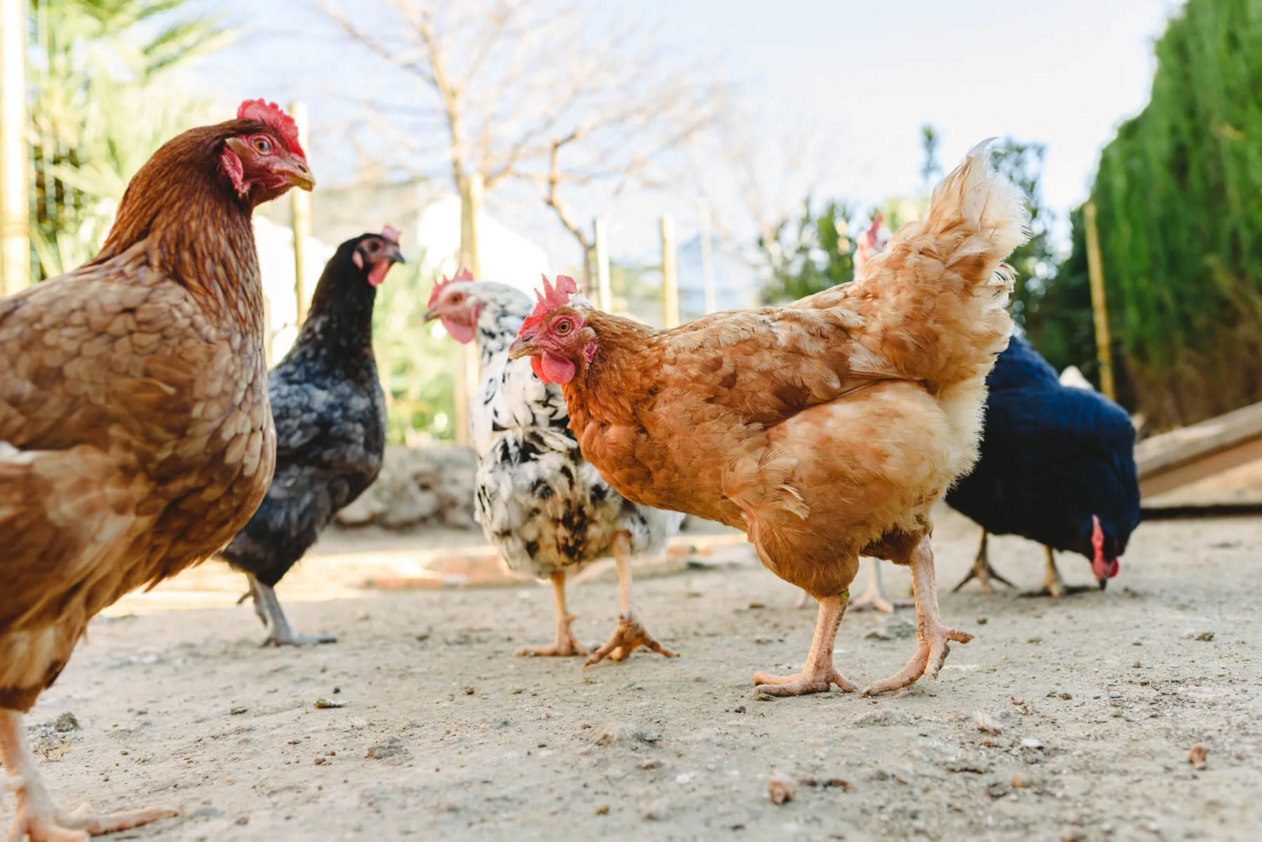 How to Give Chickens More Calcium: A Guide for Chicken Owners