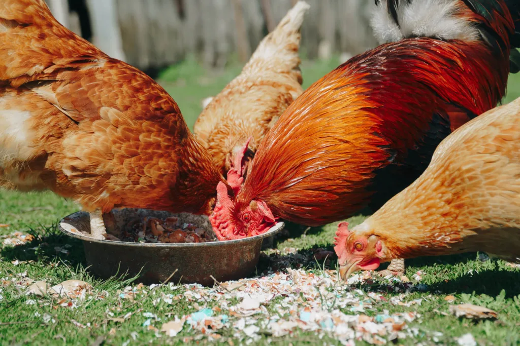 Chickens eating shell grit
