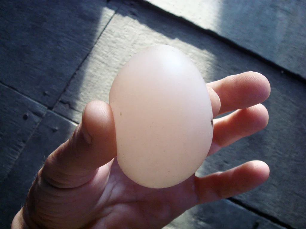 A soft-shell egg from a chicken with calcium deficiencies