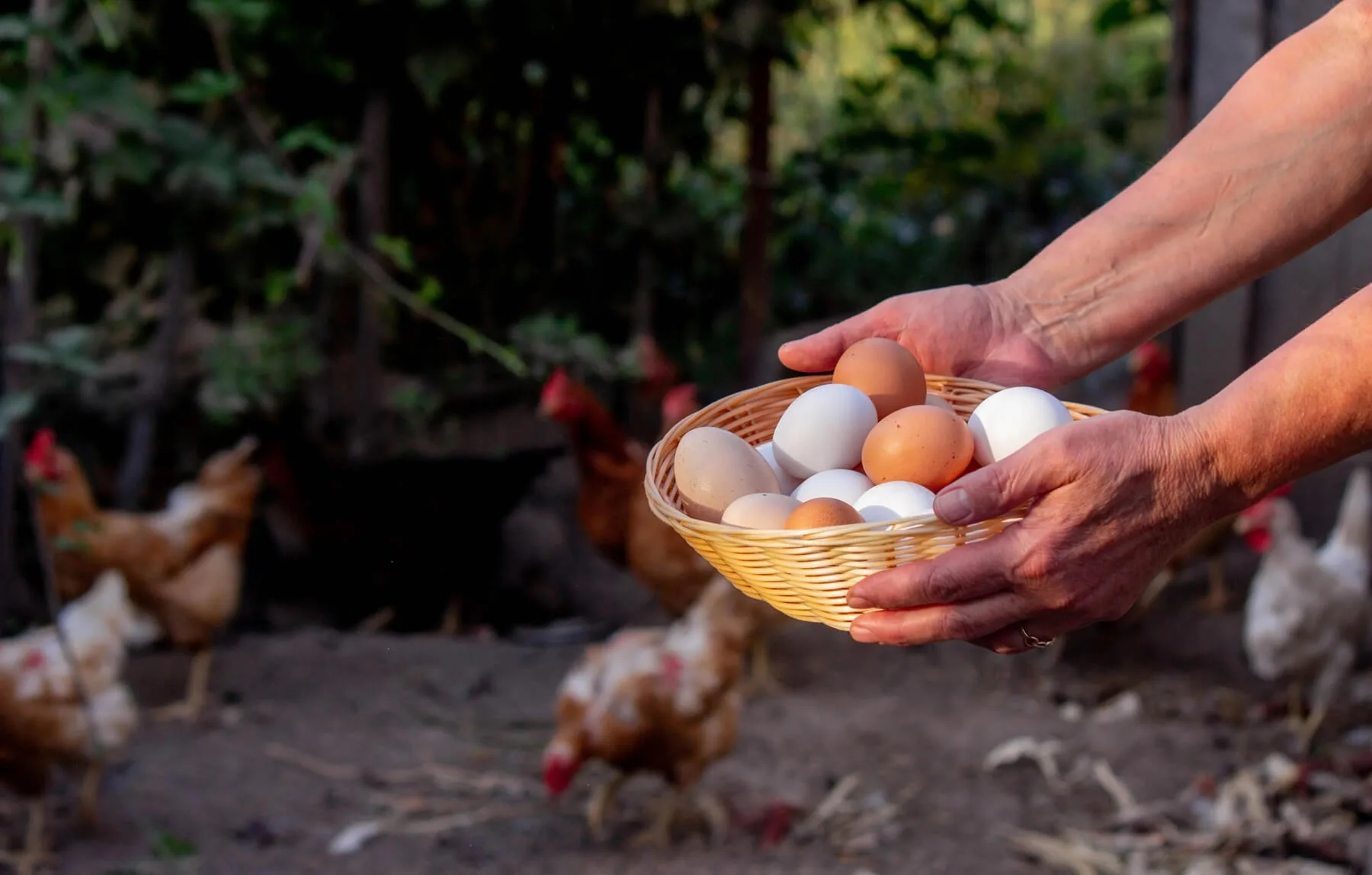 Raising Backyard Chickens for Eggs