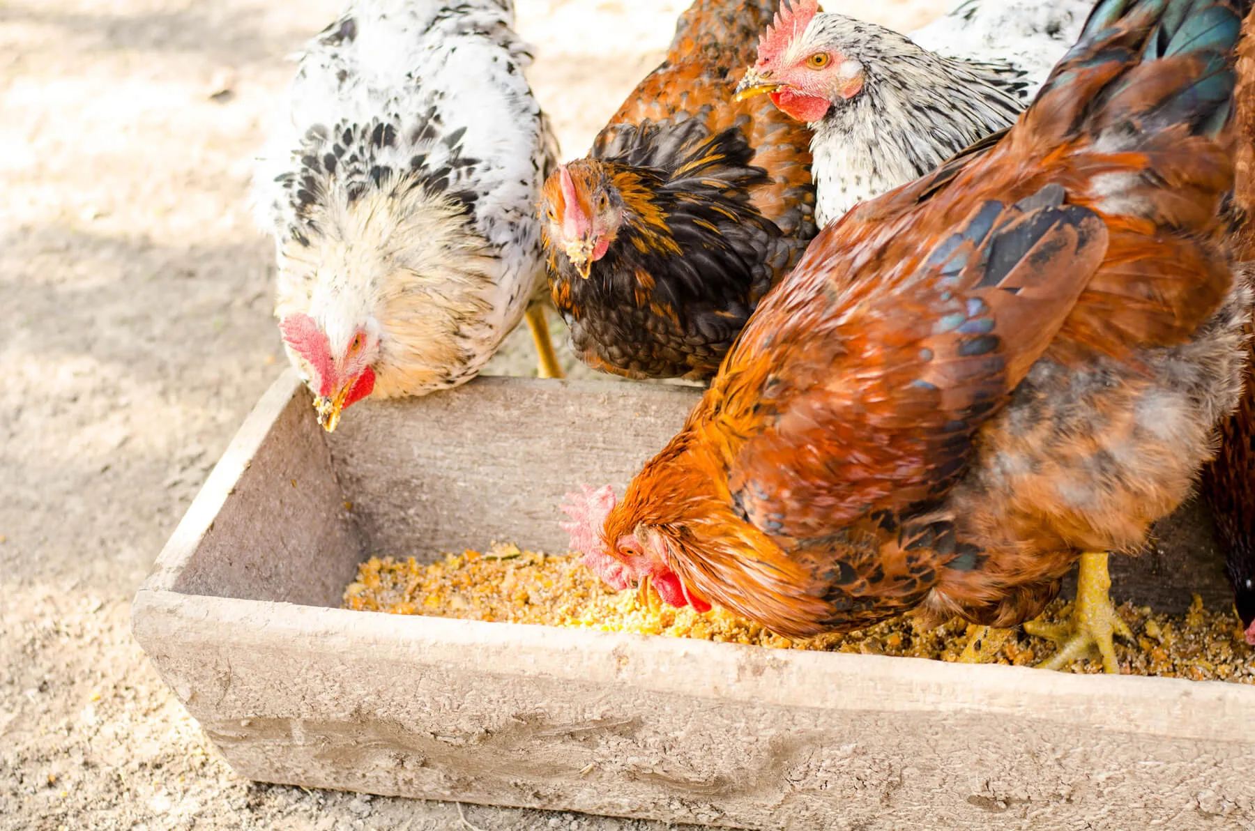 Best Chicken Feed for Egg Layers